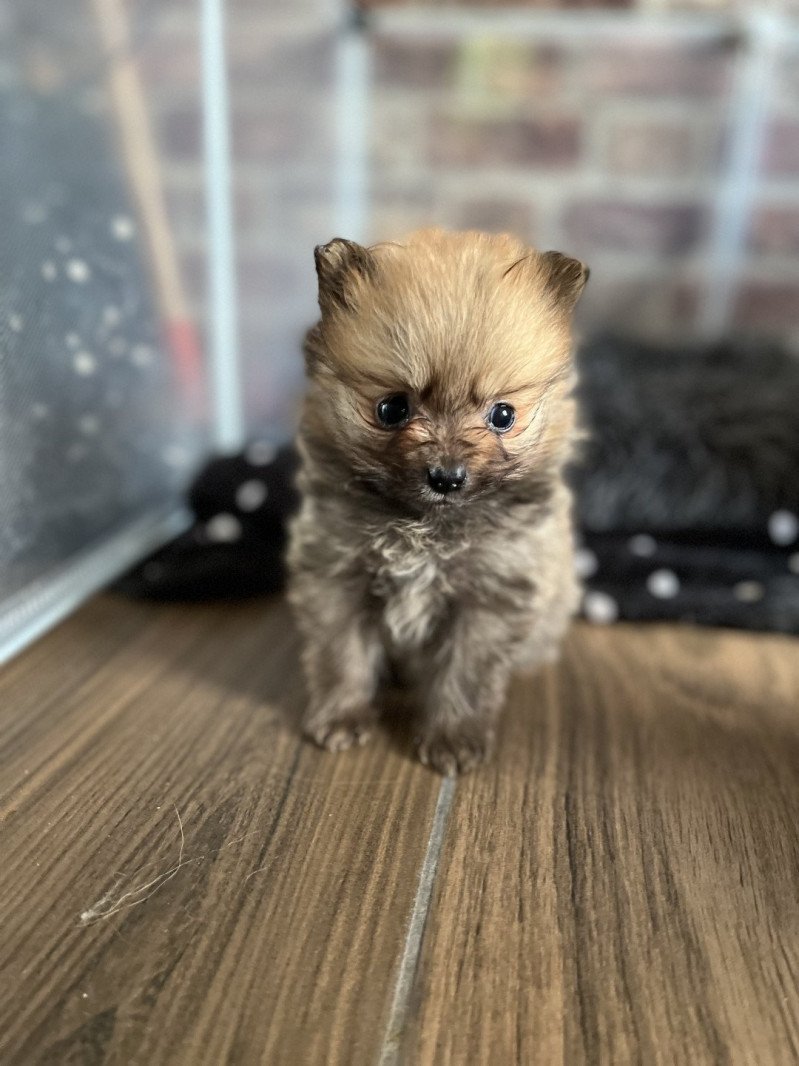 Fuwa Fuwa Mâle Spitz allemand