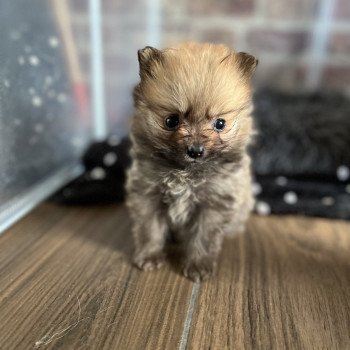 chiot Spitz allemand Fauve charbonnée Le domaine du Léon chiot Spitz allemand Fauve charbonnée Le domaine du Léon
