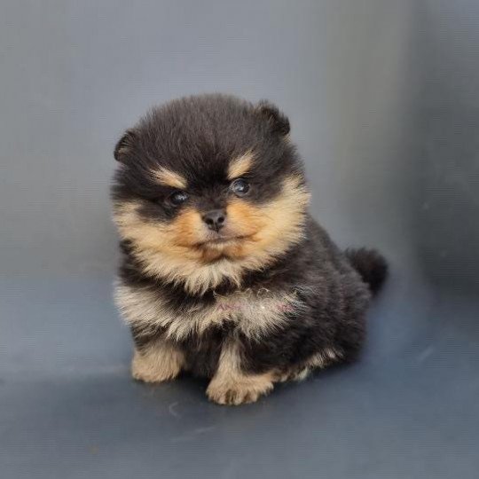 chien Spitz allemand Black and Tan Tommy Le domaine du Léon