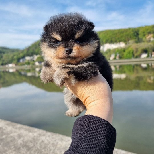 chien Spitz allemand Black and Tan Tommy Le domaine du Léon