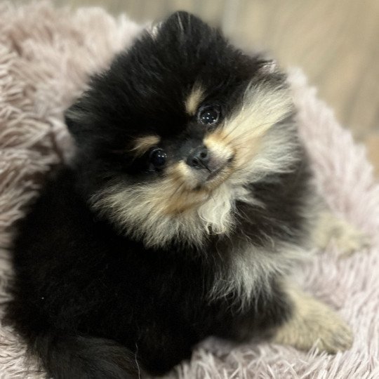 chien Spitz allemand Black and Tan Tommy Le domaine du Léon