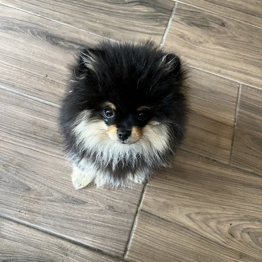 chien Spitz allemand Black and Tan Tommy Le domaine du Léon