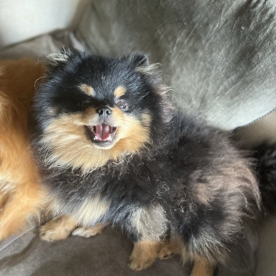 chien Spitz allemand Black and Tan Tommy Le domaine du Léon