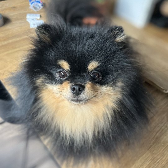 chien Spitz allemand Black and Tan Tommy Le domaine du Léon