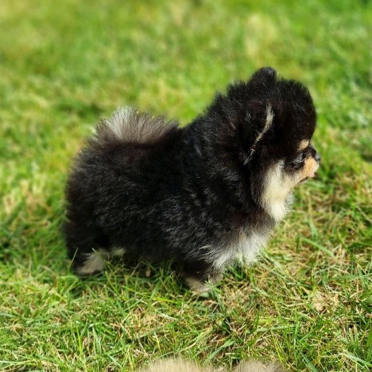 chien Spitz allemand Black and Tan Tommy Le domaine du Léon