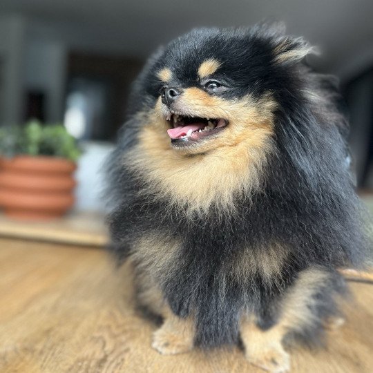 chien Spitz allemand Black and Tan Tommy Le domaine du Léon